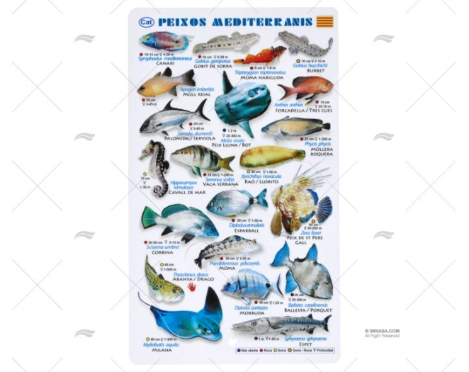 PLASTIC SHEET MEDITERRANEAN FISHES CATAL