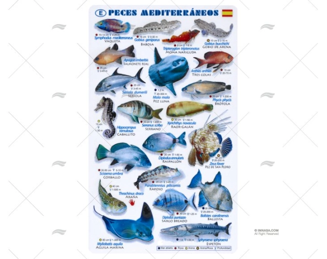 LISTELLO PESCI MEDITERRANEO CASTIGLIANO