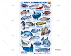 RIPA PEIXES MEDITERRÂNEOS CASTELHANO