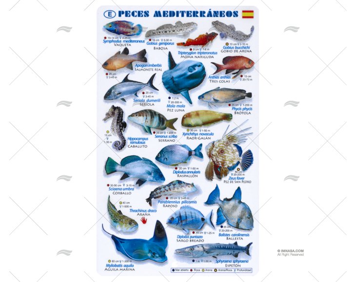 PLASTIC SHEET MEDITERRANEAN FISHES SPANI