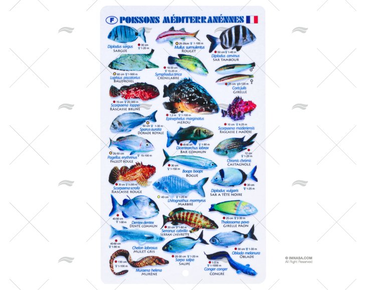 RIPA PEIXES MEDITERRÂNEOS FRANCESES