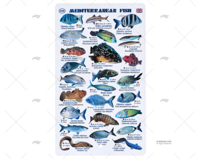 LISTELLO PESCI MEDITERRANEO INGLESE