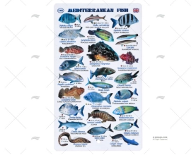 RIPA PEIXES MEDITERRÂNEOS INGLÊS