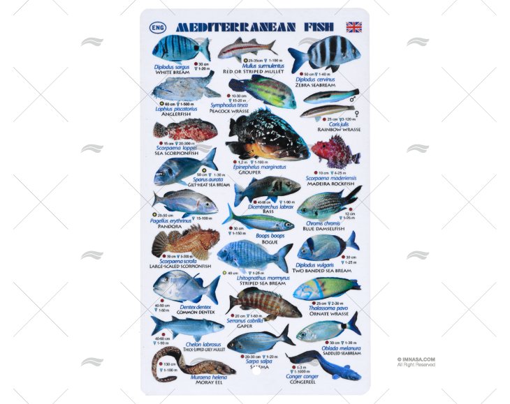 RIPA PEIXES MEDITERRÂNEOS INGLÊS