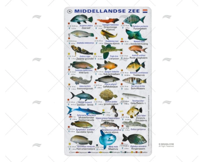 TABLILLA PECES MEDITERRANEO HOLANDES