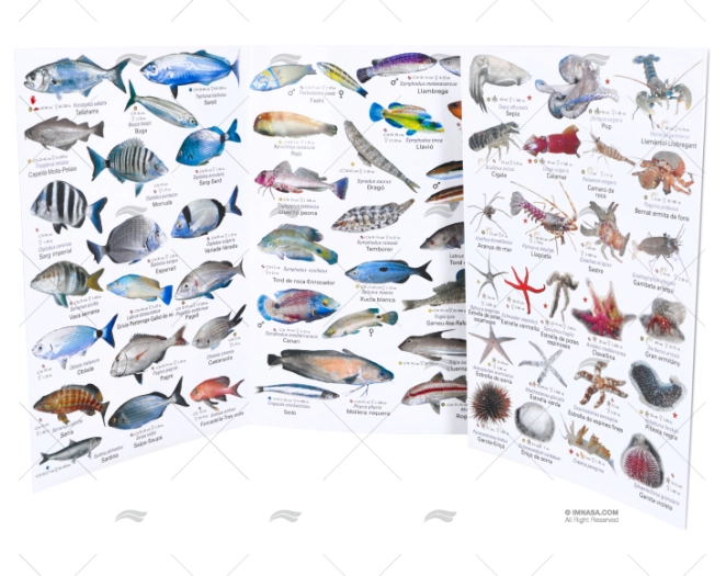 BROCHURE  MEDITERRANEAN FISHES CATALAN