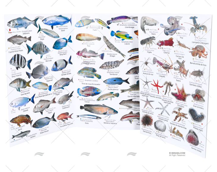 DESPLEGABLE PECES MEDITERRANEO CATALAN